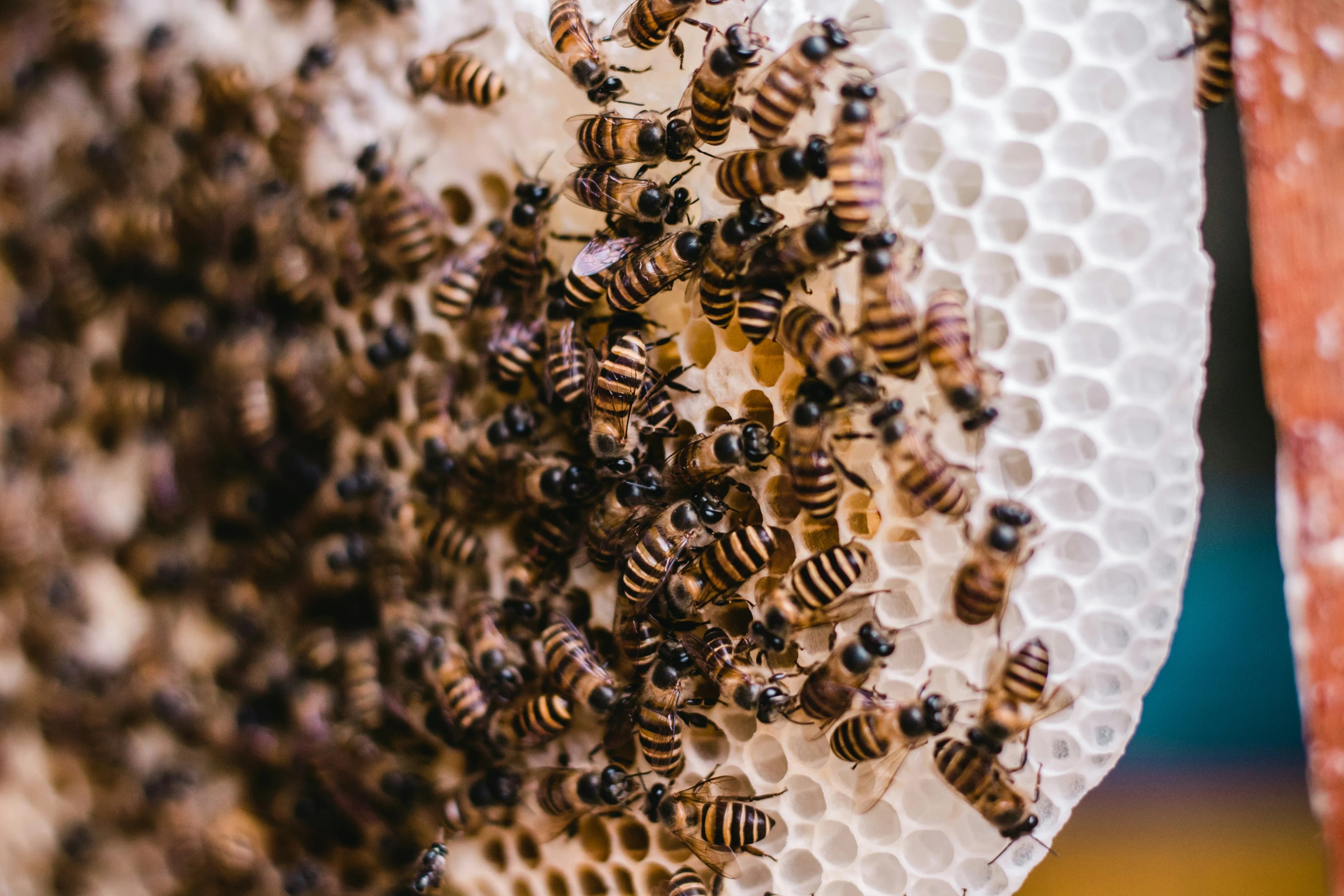 Bees on a white comb frame