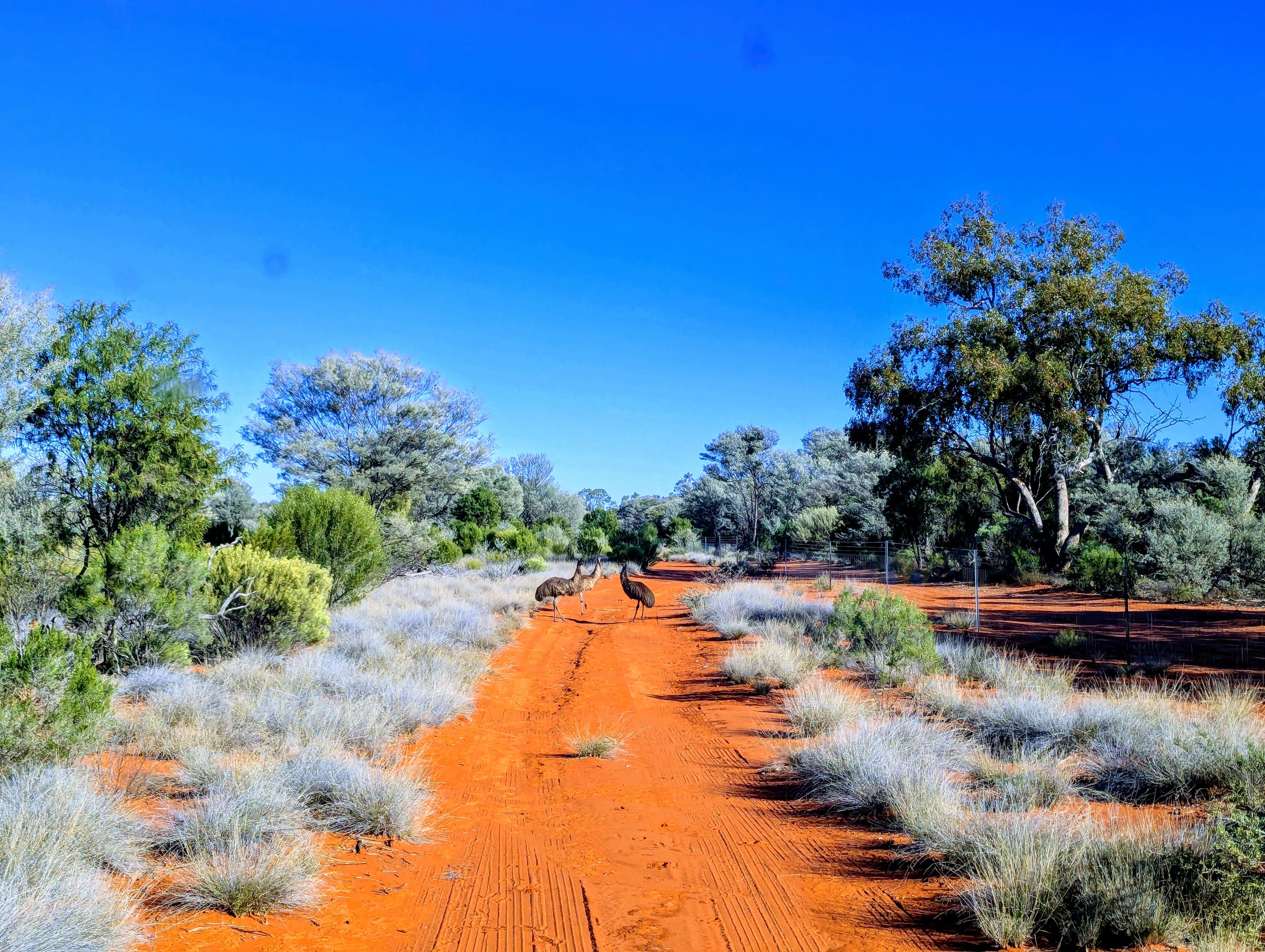 Outback Scene