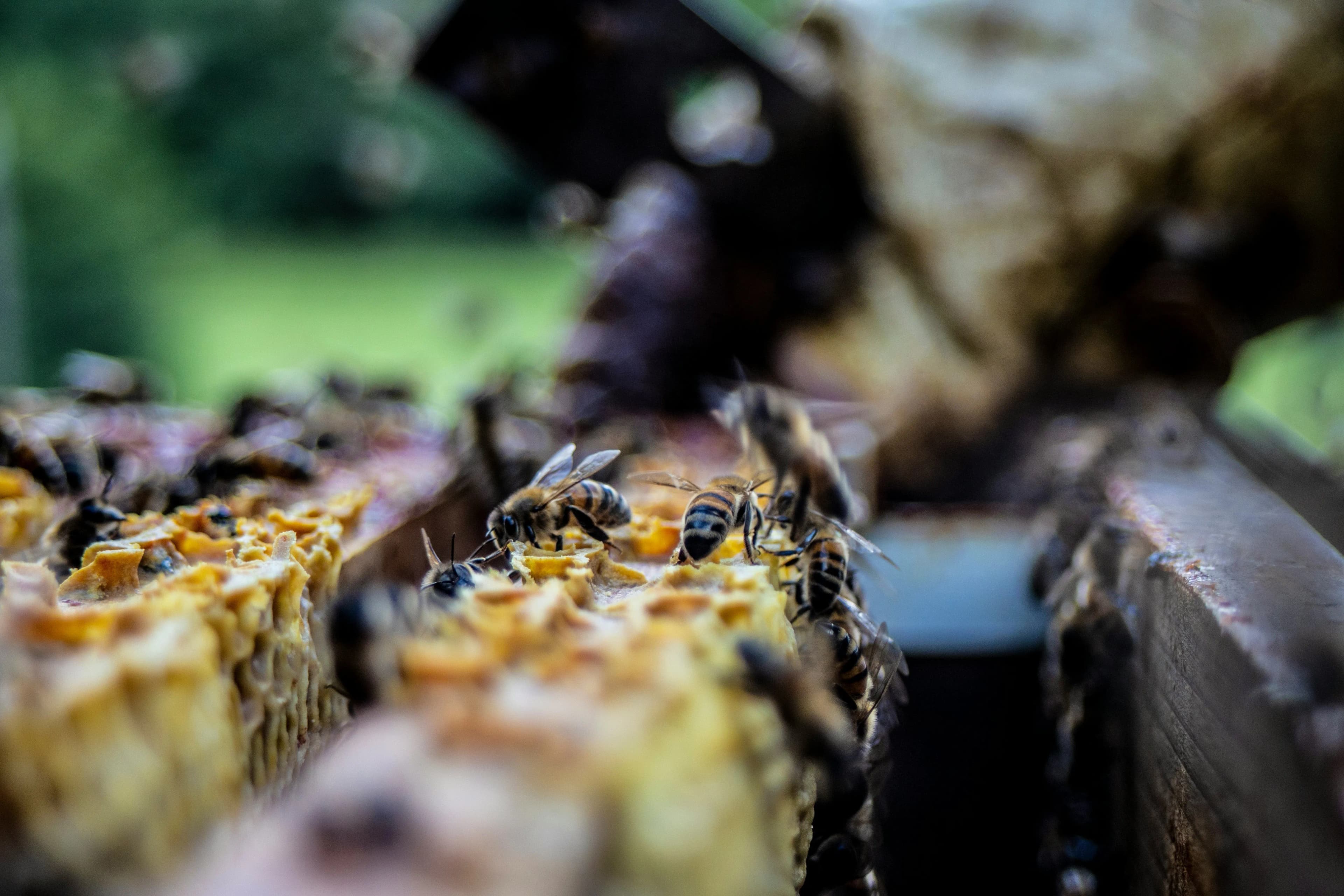 Bees in a box