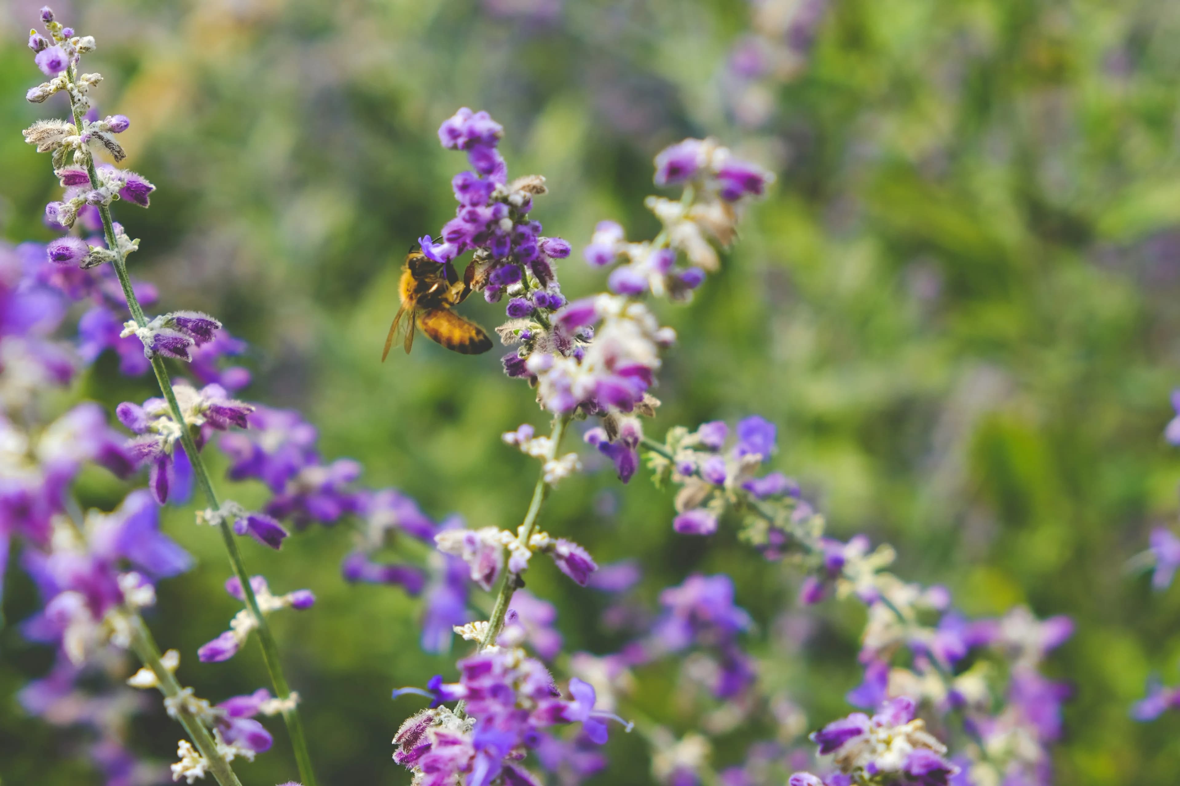 Bee on Purple Flowers